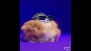 Мохнатая собака флексит под музыку из тик тока