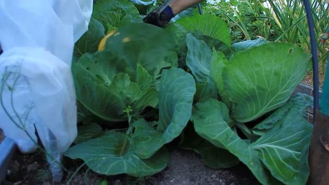 НАРОДНЫЕ ПРИМЕТЫ ОГОРОДНИКА! КОГДА САЖАТЬ НА БОГАТЫЙ УРОЖАЙ КАРТОФЕЛЬ, КАПУСТУ И ОГУРЦЫ
