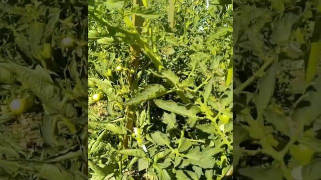 Если не хватает колышков для подвязки. Способ подвязки томатов смотреть онлайн