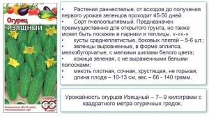 Сорт огурцов Изящный