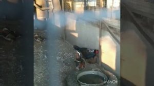 Фазан СВАЙНО. Что он творит!!!!!
