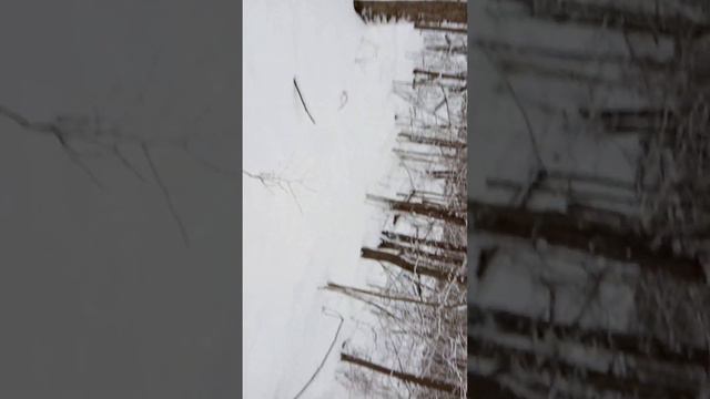 Охота на куницу. смотреть онлайн