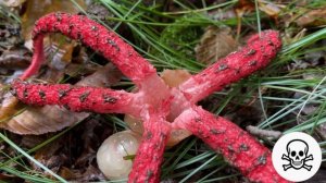 Octopus stinkhorn Clathrus archeri