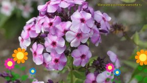 Флокс метельчатый Хулиган. Краткий обзор, описание характеристик phlox paniculata Huligan