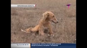 Полевые испытания казахских борзых - тазы