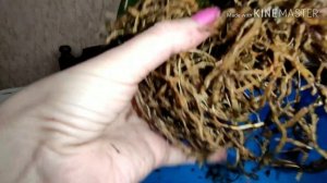 Пошаговая пересадка азиатской каттлеи из транспортировочного мха.#каттлея#пересадка#