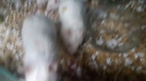 Крысы едят курицу шок