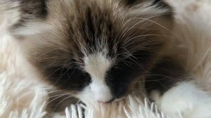 Невская маскарадная кошка. болдеет😆💕