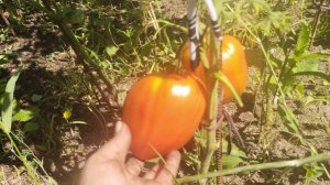Польская слива тетушки Сварлоо
