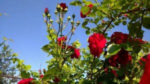 Мой Уход за Гортензиями. Железный Купорос для Гортензий. Пересортица Роз.