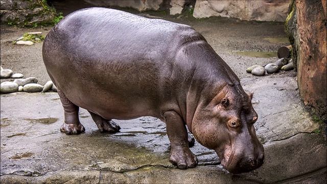 Бегемот. Рассказывает журналист Яна Розова. 09 апреля 2018 года. смотреть онлайн