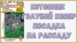 Посадка КОТОВНИКА на РАССАДУ // Огород 2018 // Жизнь в деревне