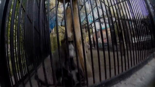 VLOG (Live): Приключения Шурика! Новосибирский Зоопарк смотреть онлайн