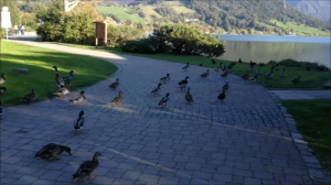 Утки хозяева на озере…