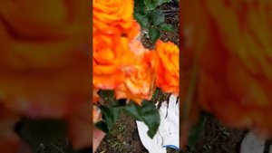 РОЗА ПАРКОВАЯ ,,ОРАНЖ БЕЙБИ" от  ПОЛИНЫ КОЗЛОВОЙ .