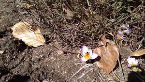 Альпийская горка в Ботаническом саду, Минск