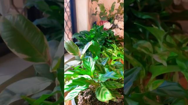 Calathea Leopardina a.k.a Concinna “Freddie” prayer plant time lapse