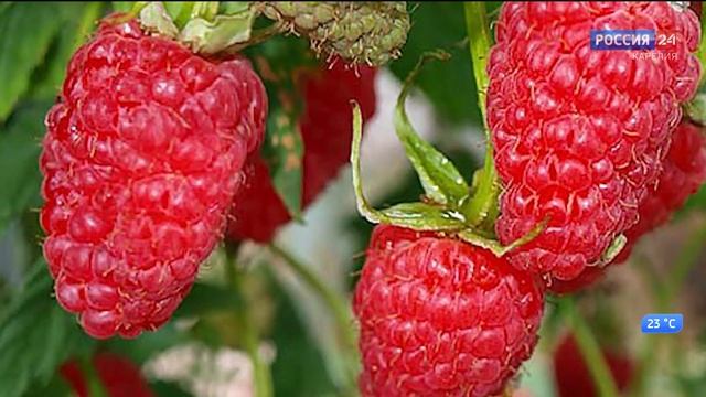 «Жизнь. Инструкция по применению» 04.09.20 смотреть онлайн