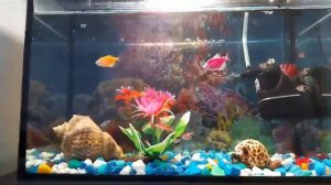 Уход за аквариумом. Какую воду нужно для рыб?