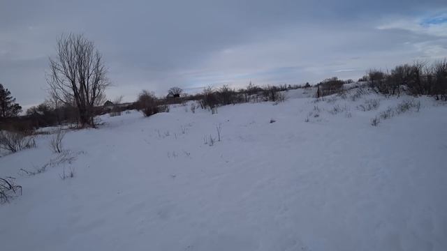 Охота на зайца 2023г. Дачник. смотреть онлайн