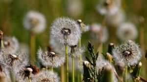 ?Корень одуванчика при онкологии?