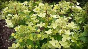 Гортензия метельчатая Пастель Грин. Hydrangea Paniculata Pastelgreen.