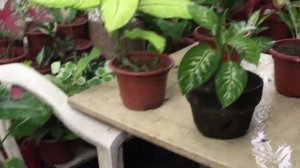 Dieffenbachia or Dumbcane Plant Varieties Collection