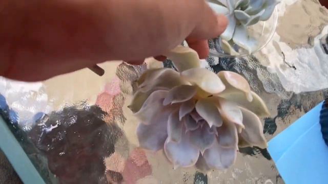 Names of succulents&Repotting смотреть онлайн