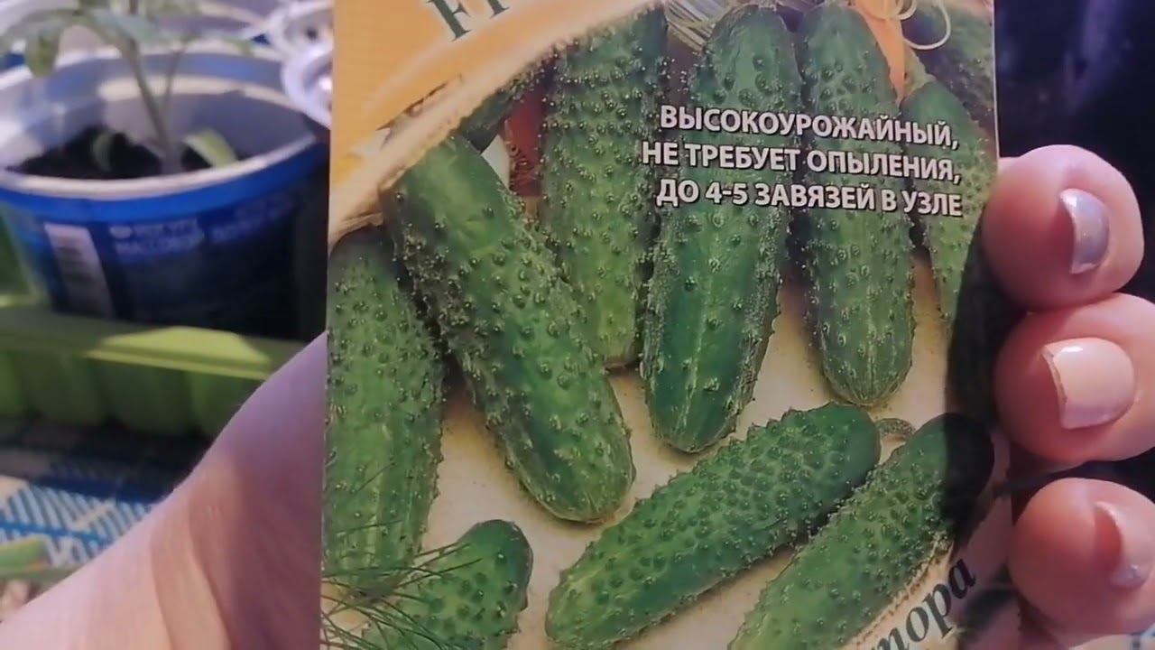 Огурец F1 Гирлянда от агрофирмы Гавриш. Обзор семен перед посевом