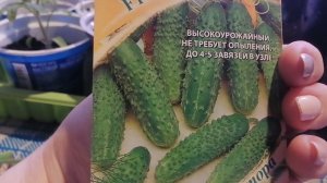 Огурец F1 Гирлянда от агрофирмы Гавриш. Обзор семен перед посевом