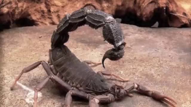 25 Most Dangerous Bugs In The World смотреть онлайн