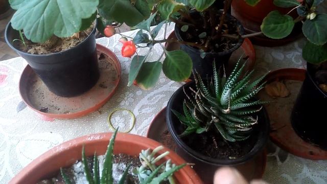 Hawarthia Limifolia Care and propagation смотреть онлайн