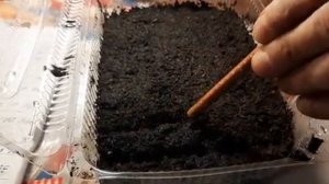 ПОСЕЙТЕ ГАЗАНИЮ ТАК И ВАША ГАЦАНИЯ ВЗОЙДЕТ ЩЕТКОЙ 100 ПРОЦЕНТОВ как вырастить семенами.mp4