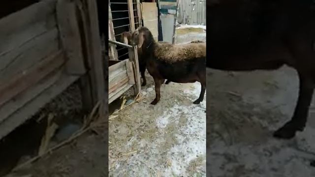 Порода Арашан матка с ягненком на оценку. Ягненку 3 месяца.