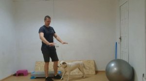 Дрессировка собак Как дрессировать собаку Трюки с собакой Трюк стойка на руках Учим новый трюк