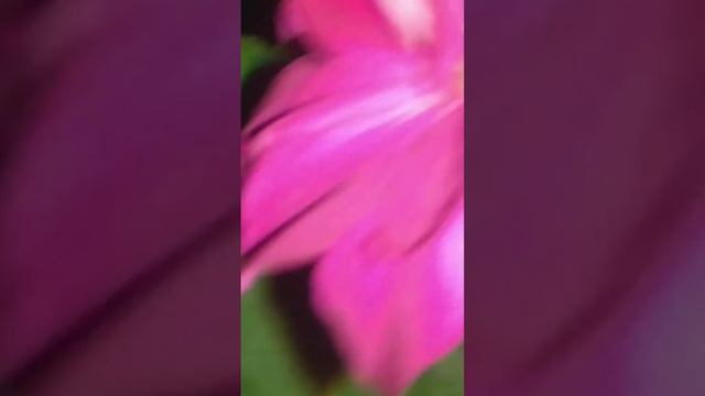 ПЕЛАРГОНИЯ зональная смотреть онлайн