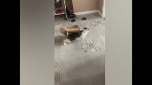 смешные случаи с животными 32