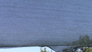 Баклажаны. Уход, агротехника, подкормки, обработка от болезней и вредителей