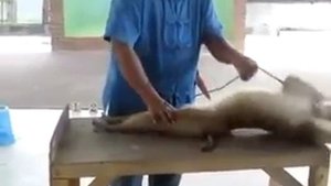 VID-20230518-WA0020.mp4