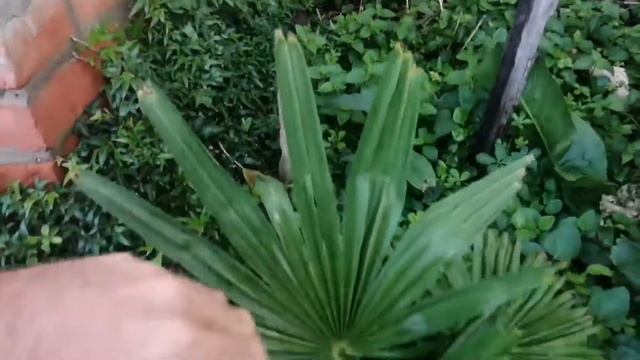 И перезимовавшие растения тоже. Часть два