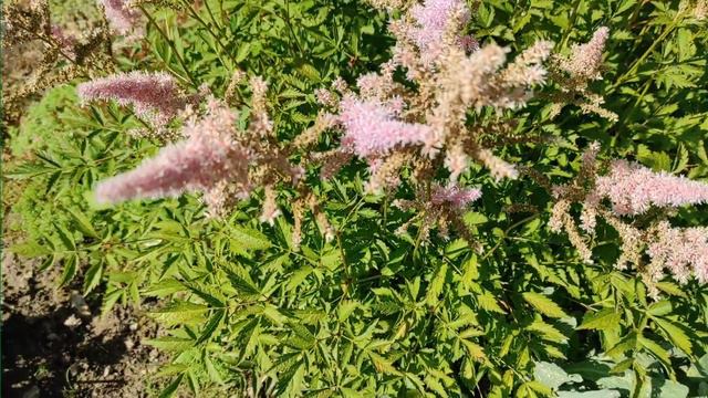 Неприхотливые многолетники смотреть онлайн