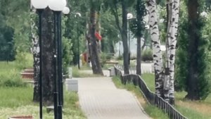 Город Отрадное. Кировский район. Ленинградская область. Набережная Невы. Видео 2