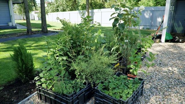 Дачная академия смотреть онлайн