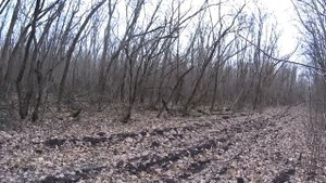 Испытание гончих Новопашковский лес Краснодарский край 2018