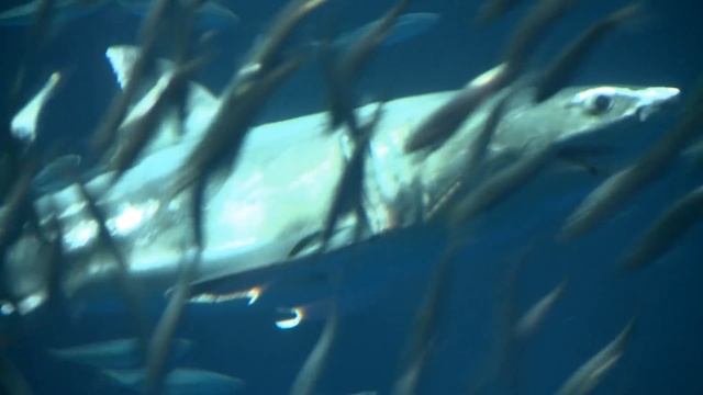 Great White Shark on Exhibit: September, 2011 смотреть онлайн
