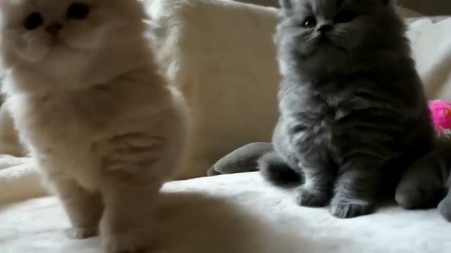 Британская длинношерстная кошка