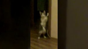 Кошка на задних лапках