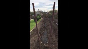 V - образная виноградная шпалера на моем винограднике