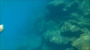 European barracuda (Sphyraena sphyraena) encounter.