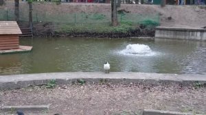 Орущая чайка орет